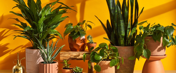  indoor plants 